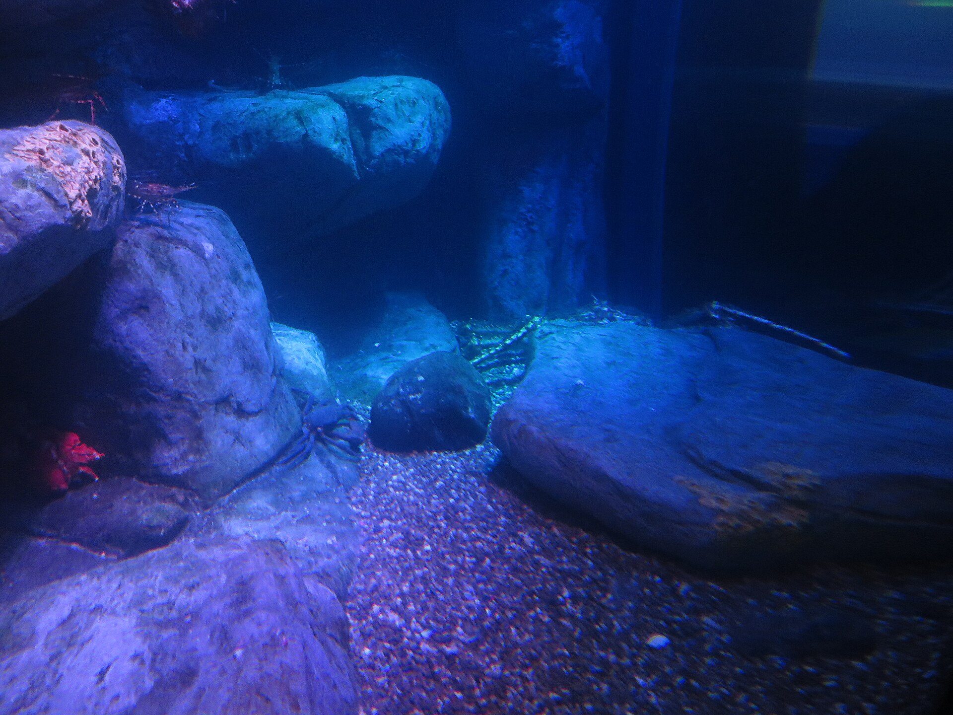A quieter aquarium gallery with open floor and tanks along the wall