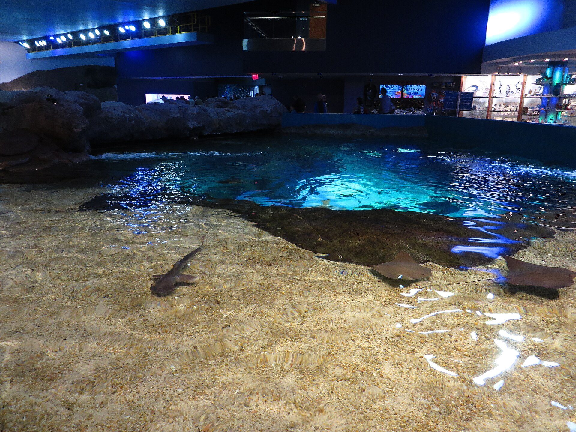 A ray gliding above an aquarium floor